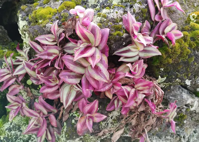 Sea U Σπίτι διακοπών Lagoa (Azores)