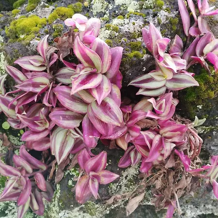 Sea U Сasa de vacaciones Lagoa (Azores)