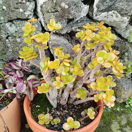 Sea U Casa de Férias Lagoa (Azores)