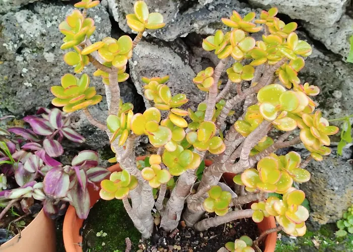 Sea U Casa de Férias Lagoa (Azores)